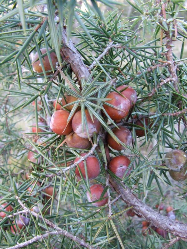Frutti di Juniperus oxycedrus